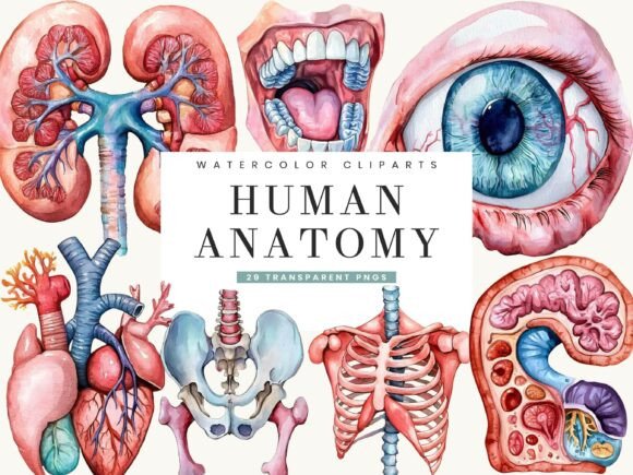 Download Watercolor Human Anatomy Clipart - Man Collection