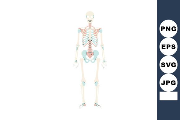 Download Human Skeletal System Anatomy Vector Ill - Man Collection