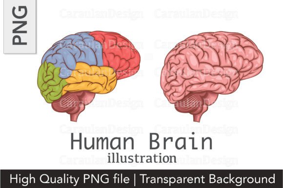 Download Human Brain Illustration, Brain PNG - Man Collection